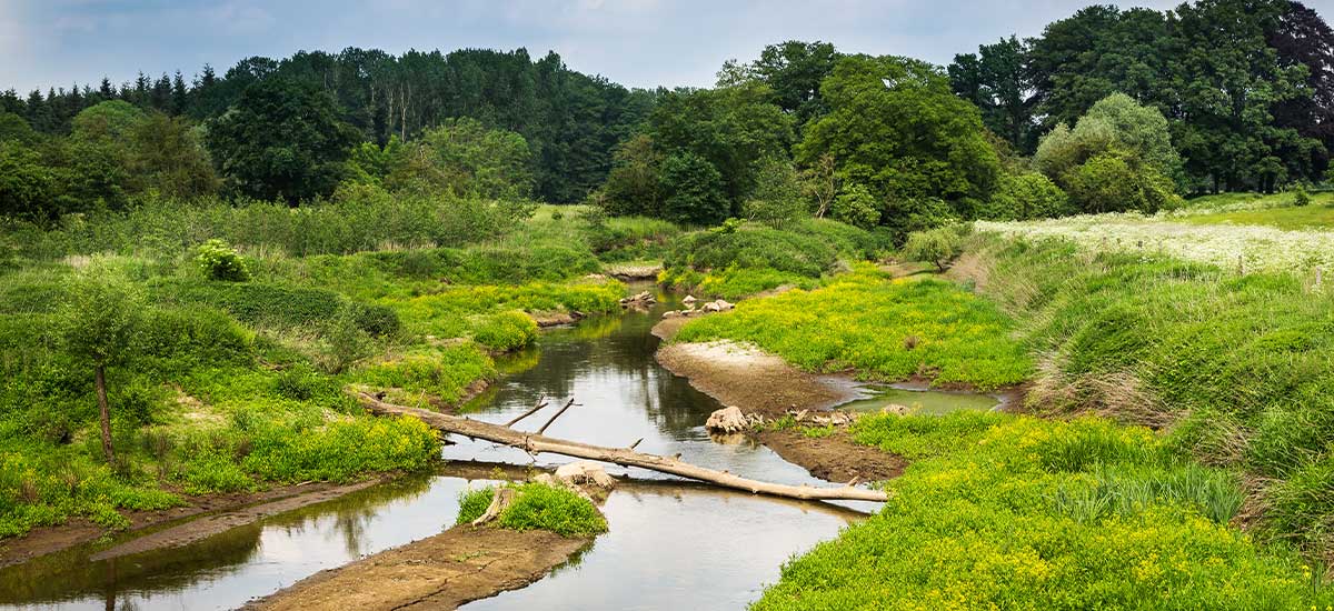 Renaturierter Flusslauf und Wiederherstellung von natürlicher Umgebung