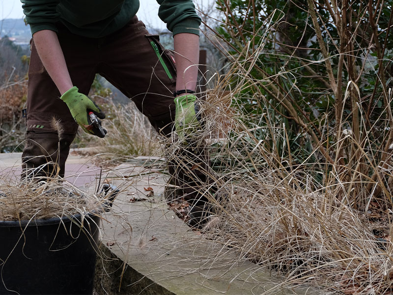 Fachgerechter Rückschnitt von Stauden und Gehölzen im Herbst – professionelle Gartenpflege in Dillingen, Günzburg und Augsburg