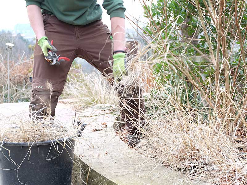 Fachgerechter Strauch- und Gehölzschnitt im Garten durch Grünraum Finkel in Augsburg und Umgebung