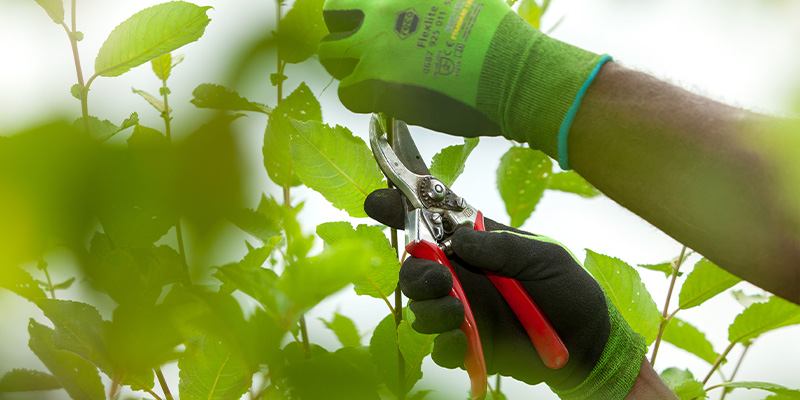 Fachgerechter Rückschnitt von Sträuchern im Frühjahr durch Grünraum Finkel in Augsburg und Umgebung