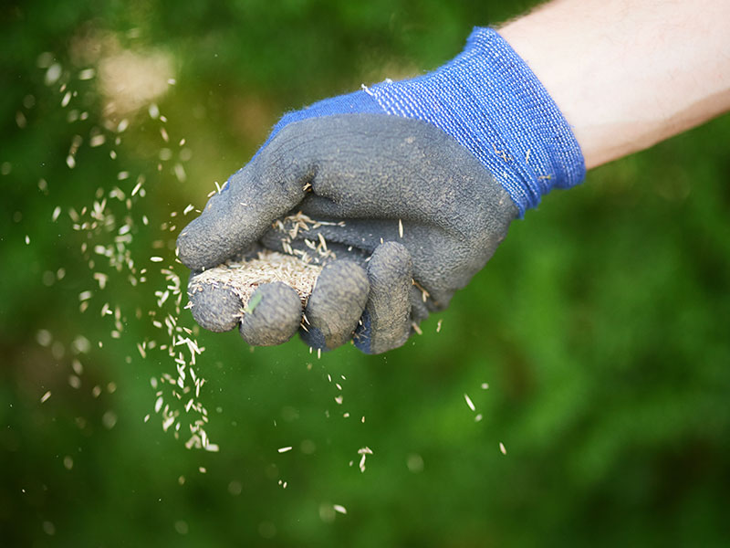 Aussaat und Frühjahrsdüngung im Garten für kräftiges Wachstum in Günzburg und Augsburg