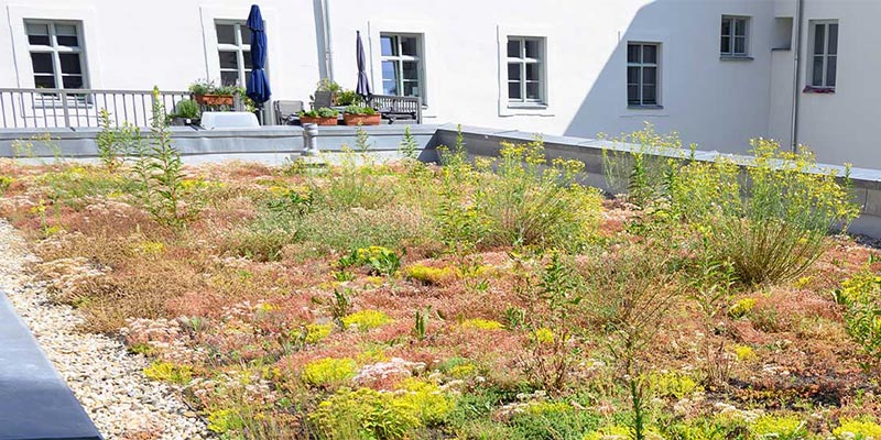 Modernes Wohngebäude mit Dach- und Fassadenbegrünung für nachhaltiges und klimafreundliches Bauen