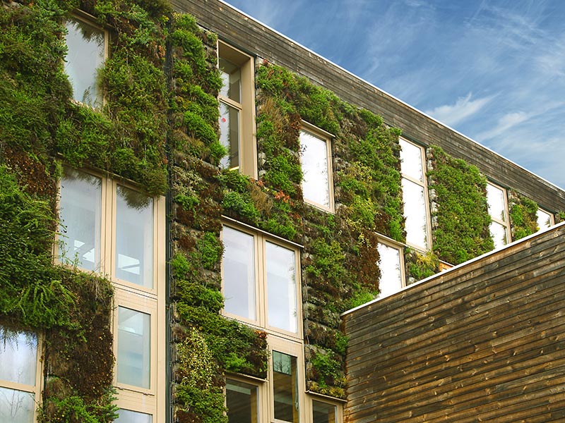 Begrünte Hausfassade sorgt für natürliche Kühlung und ein verbessertes Mikroklima