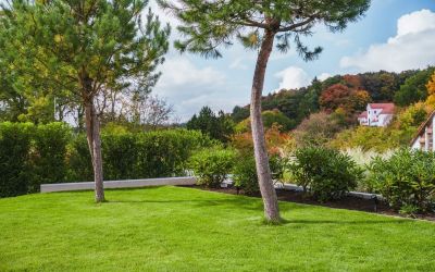 Angelegter Garten mit Baumbepflanzung, Rasen und Sträucher